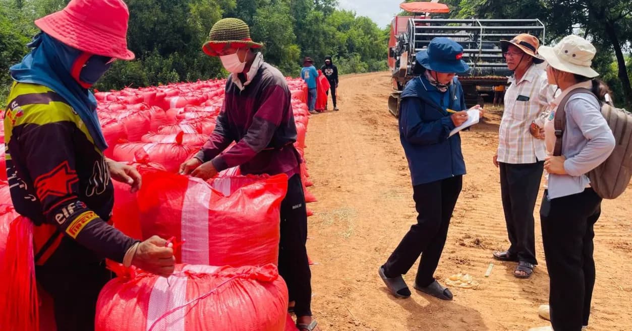 តម្លៃទីផ្សារស្រូវឆ្នាំនេះបានខ្ពស់ជាងឆ្នាំមុន ប្រជាកសិករខេត្តបន្ទាយមានជ័យ មានកម្លាំងចិត្តបង្កបង្កើនផលបន្ត