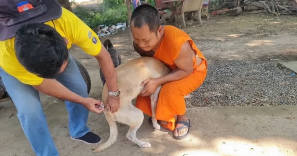 ខេត្តបន្ទាយមានជ័យចាក់វ៉ាក់សាំងការពារជំងឺឆ្កែឆ្កួតបានជាង ២៧.៥០០ ក្បាល ក្នុងរយៈពេល ៥ ថ្ងៃ