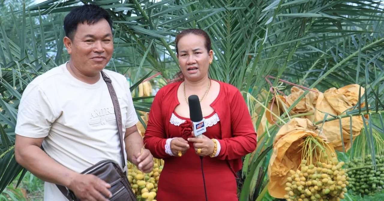 (បទយកការណ៍) កសិករនៅស្រុកស្វាយចេក សម្តែងក្តីសប្បាយរីករាយយ៉ាងខ្លាំង ក្រោយដំណាំល្មើរបេះផ្លែជាលើកដំបូង